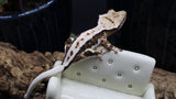 Crestes Gecko Lilly White High White Male (CLW73)