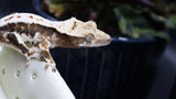 Crestes Gecko Lilly White High White Male (CLW73)