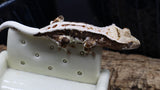 Crestes Gecko Lilly White High White Male (CLW73)