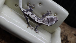 Axanthic Lilly White Poss Female Crested Gecko CGAX05