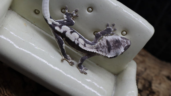 Axanthic Lilly White Poss Female Crested Gecko CGAX05