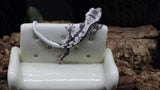 Axanthic Lilly White Poss Female Crested Gecko CGAX05
