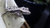 Axanthic Lilly White Poss Female Crested Gecko CGAX05