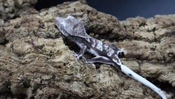 Axanthic Lilly White Poss Female Crested Gecko CGAX04