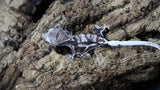 Axanthic Lilly White Poss Female Crested Gecko CGAX04