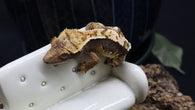Beginner Crested Gecko Bundle