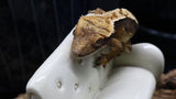 Beginner Crested Gecko Bundle