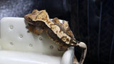 Beginner Crested Gecko Bundle