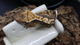 Beginner Crested Gecko Bundle