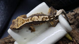 Beginner Crested Gecko Bundle