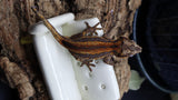 Orange/Red Pin Stripe Gargoyle Male GG278