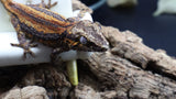 Orange/Red Pin Stripe Gargoyle Male GG278