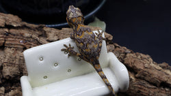 Orange super Blotch Gargoyle Male GG279