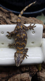 Orange super Blotch Gargoyle Male GG279