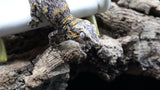 Orange super Blotch Gargoyle Male GG279