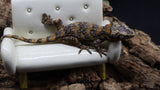 Orange super Blotch Gargoyle Male GG279