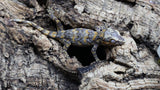 Orange super Blotch Gargoyle Male GG279