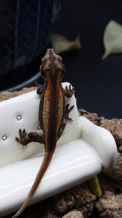Orange/Red Pin Stripe Gargoyle Male GG280