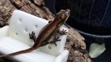 Orange/Red Pin Stripe Gargoyle Male GG280