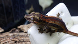 Orange/Red Pin Stripe Gargoyle Male GG280