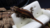 Orange/Red Pin Stripe Gargoyle Male GG280