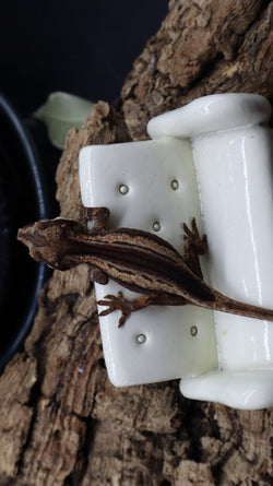 Brown base Gargoyle Male GG281 (Odd Ball)
