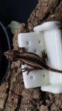 Brown base Gargoyle Male GG281 (Odd Ball)