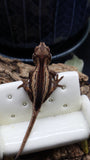 Brown base Gargoyle Male GG281 (Odd Ball)