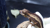 Brown base Gargoyle Male GG281 (Odd Ball)