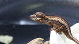 Brown base Gargoyle Male GG281 (Odd Ball)