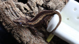 Brown base Gargoyle Male GG281 (Odd Ball)