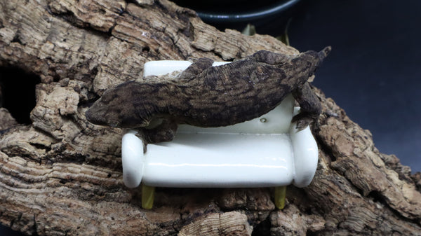 Pure MTK Melanistic Leachianus Gecko Male LB424