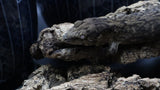 Pure MTK Melanistic Leachianus Gecko Male LB424