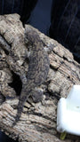 Pure MTK Melanistic Leachianus Gecko Male LB424
