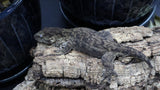 Pure MTK Melanistic Leachianus Gecko Male LB424