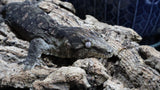 Pure MTK Melanistic Leachianus Gecko Male LB421