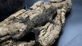 Pure MTK Melanistic Leachianus Gecko Male LB421