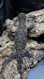 Pure MTK Melanistic Leachianus Gecko Male LB421
