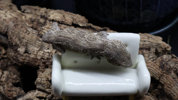 Leachianus Pure Yate Y01
