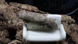 Leachianus Pure Yate Y01