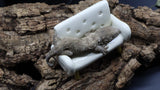 Leachianus Pure Yate Y01