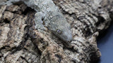 Leachianus Pure Yate Y01
