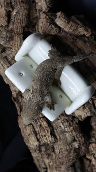 Leachianus Pure Yate Y02