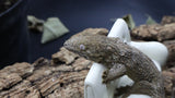Leachianus Pure Yate Y02