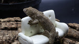 Leachianus Pure Yate Y02