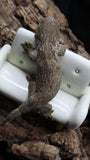 Leachianus Pure Yate Y02