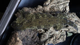 Leachianus Pure Yate Y01