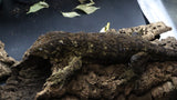 Leachianus Pure Yate Y01