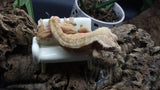 Red x Cream Male (full Pin) Crestie Gecko CG264