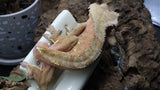 Red x Cream Male (full Pin) Crestie Gecko CG264